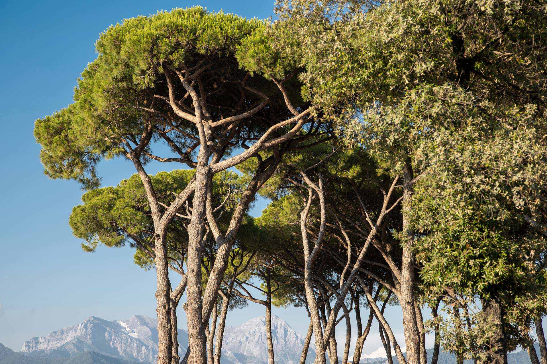 Lilly pineta si trova sotto una pineta ombreggiata in località La Partaccia.
